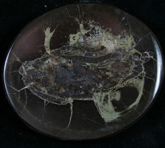 Polished Fish Coprolite (Fossil Poo) - Scotland #8947